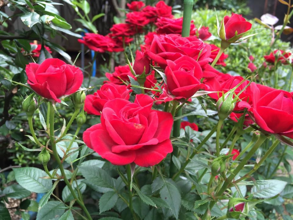 Khóm hồng bung nở đua nhau khoe sắc. Ảnh: ĐSPL.