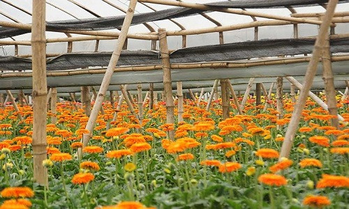 Xã Đồng Tháp, huyện Đan Phượng, là một trong những nơi cung cấp hoa có quy mô, đa dạng loài hoa đồng tiền lớn nhất tại Hà Nội.