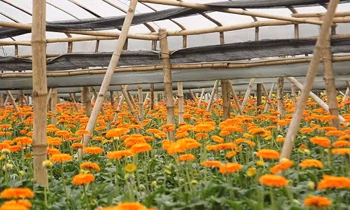 Xã Đồng Tháp, huyện Đan Phượng, là một trong những nơi cung cấp hoa có quy mô, đa dạng loài hoa đồng tiền lớn nhất tại Hà Nội.