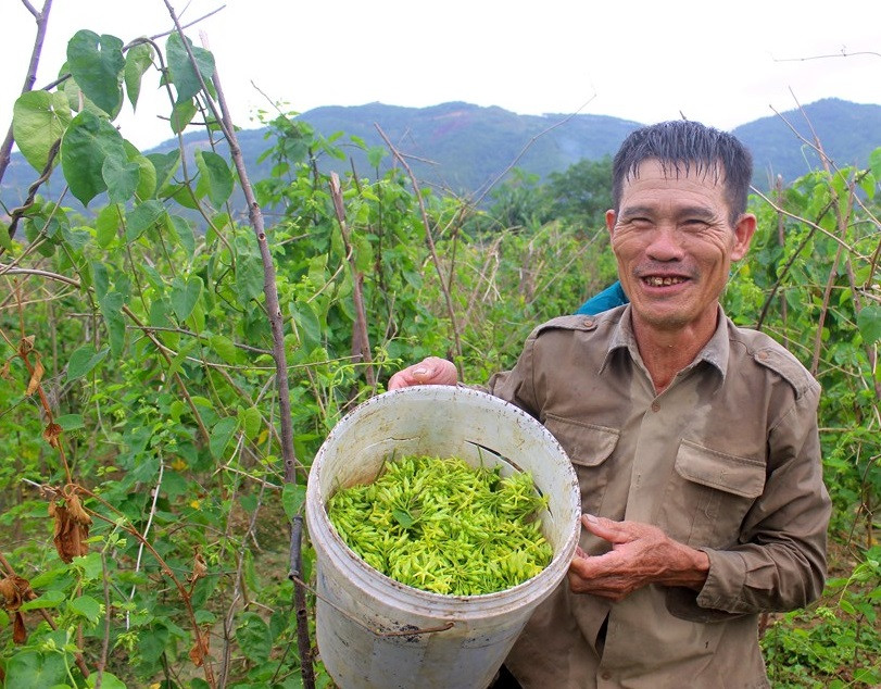 Nếu bán lẻ, hoa thiên lý có thể lên tới 50.000 đồng/kg. Những gia đình trồng diện tích lớn có thể hái được vài tạ thiên lý, cho thu nhập 3-4 triệu đồng/ngày. Ảnh: Baonghean.