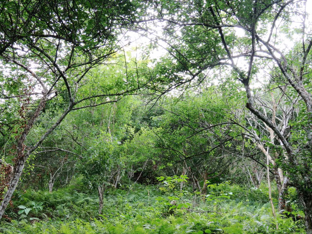 Rừng mơ Hương Tích nổi tiếng tập trung ở sườn núi các thung lũng nằm ở phía Nam Hương Tích thuộc địa phận thôn Yến Vĩ và một số ít phân bổ ở các thung lũng vùng núi Tuyết Sơn thuộc thôn Phú Yên. Ảnh: Dulichchuahuong.