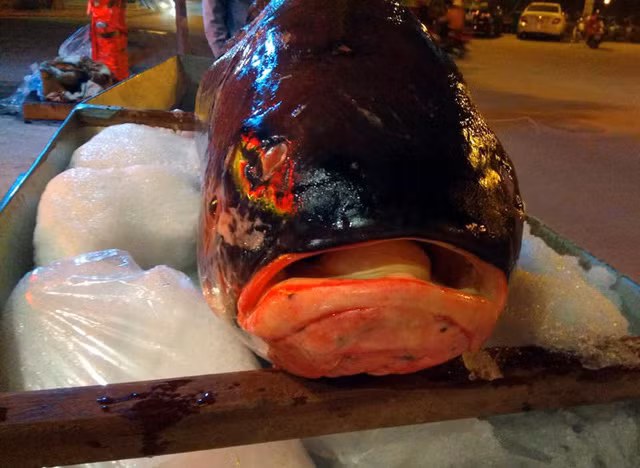 Cá hô nặng 70 kg là một trong những loài cá hiếm. Bởi hiện tại, cá hô đang ngày càng hiếm vì nguy cơ biến mất. Ảnh: Dân Việt.