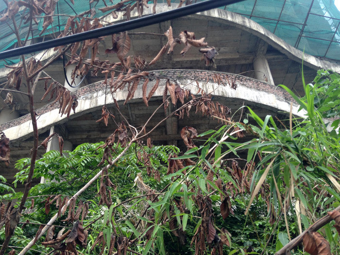 Bên trong công trình cỏ mọc um tùm. Ảnh: Vietnamnet.