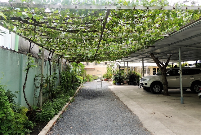 Vườn nho sai trĩu quả của ông Trương Văn ở (quận 9, TP HCM) được trồng ngay lối vào nhà cách mặt đất khoảng 4 mét. Ảnh: Phunuonline.