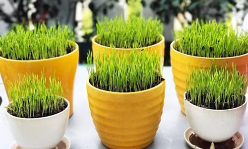 Khi mạ nhú cao, mang chậu chỗ có đủ ánh sáng và nắng nhẹ để mạ lên xanh và đẹp. Ảnh: Vietq.