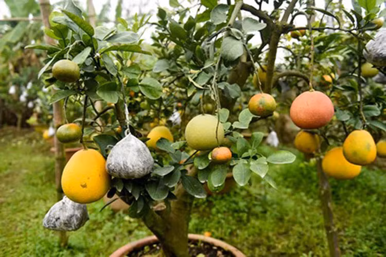 Để có cây cảnh đẹp, ông Giáp phải chuẩn bị ghép khoảng nửa năm từ lúc quả nhỏ, sau đó, chăm sóc để quả không rụng là khó nhất.