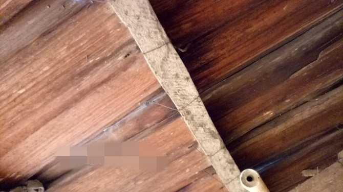 Theo người dân, gỗ pơ mu là nguyên liệu sẵn có ở Tà Xùa. Ảnh: Dân Việt.