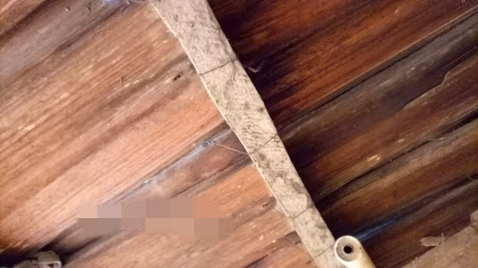 Theo người dân, gỗ pơ mu là nguyên liệu sẵn có ở Tà Xùa. Ảnh: Dân Việt.