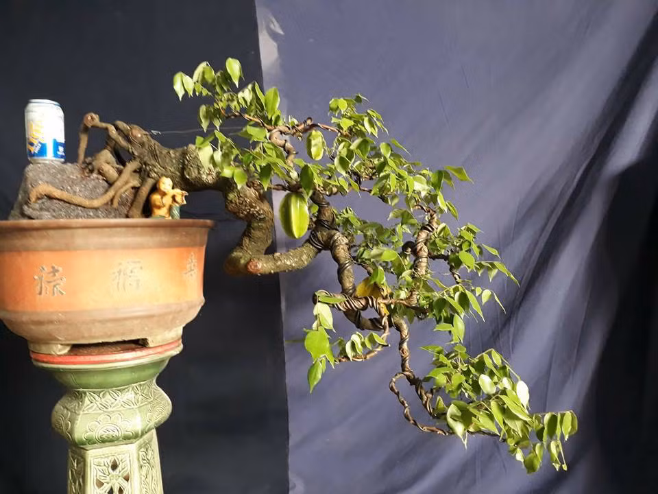 Khế là loài thân gỗ có đặc tính thân cành giòn, rất khó tạo thế. Ảnh: FB Quang Vũ Bonsai.