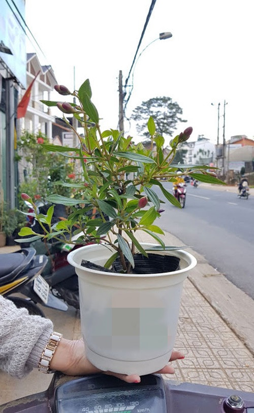 Chậu hoa sim tím mini như mang theo cả câu chuyện tuổi thơ của nhiều người. Ảnh: Happytress.