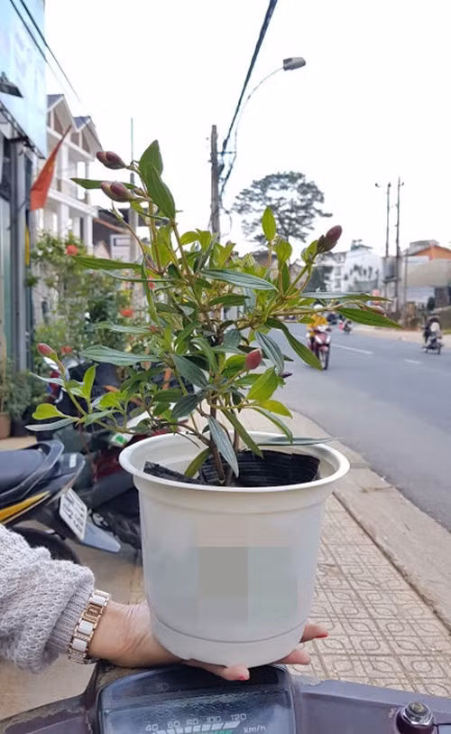 Chậu hoa sim tím mini như mang theo cả câu chuyện tuổi thơ của nhiều người. Ảnh: Happytress.