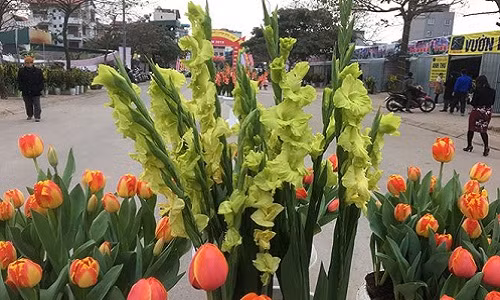 Bên cạnh các loại hoa truyền thống, thị trường cây cảnh Tết Mậu Tuất 2018 còn có sự xuất hiện của hoa lay ơn xanh mới lạ. Ảnh: Tiền phong.