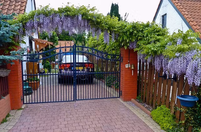 Thuộc loại dây leo thân gỗ, hoa tử đằng có thể dài tới 80cm nếu chăm sóc tốt. Cây có khả năng chịu nhiệt, hạn tốt và thường được bắc thành giàn làm bóng mát, leo rủ ban công. Ảnh: Hoala.