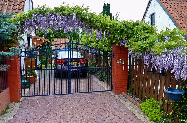 Thuộc loại dây leo thân gỗ, hoa tử đằng có thể dài tới 80cm nếu chăm sóc tốt. Cây có khả năng chịu nhiệt, hạn tốt và thường được bắc thành giàn làm bóng mát, leo rủ ban công. Ảnh: Hoala.