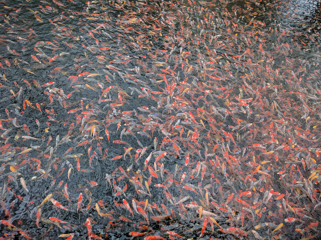 Coi koi Nhật Bản được xếp vào loại xuất sắc và đắt giá trên thế giới. Ảnh: Zing.