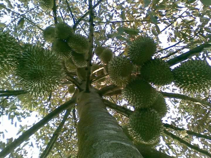 Trải qua hơn 40 năm, sầu riêng Ngũ Hiệp, Tiền Giang đã trở thành thương hiệu nổi tiếng. Ảnh: Facebook.