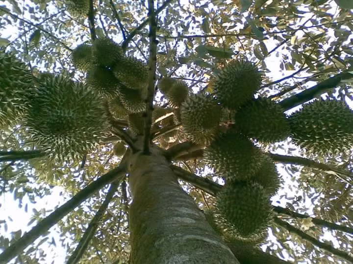 Trải qua hơn 40 năm, sầu riêng Ngũ Hiệp, Tiền Giang đã trở thành thương hiệu nổi tiếng. Ảnh: Facebook.