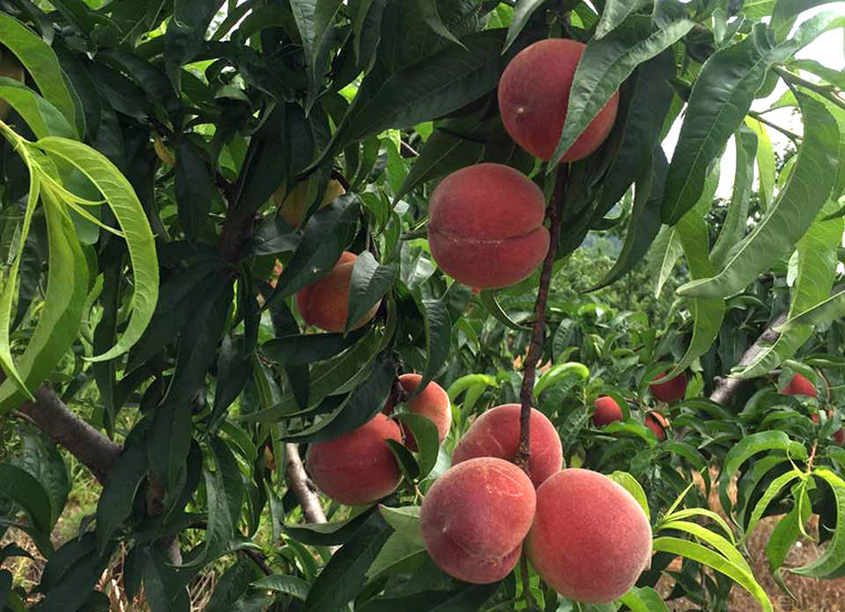 Đào Nhật Bản có thể trồng quanh năm, nở hoa vào mùa xuân. Ảnh: Hongzifu.