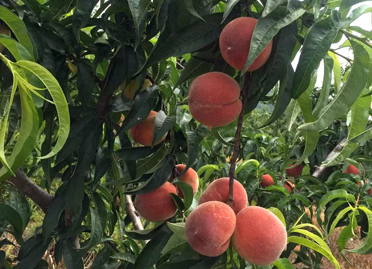 Đào Nhật Bản có thể trồng quanh năm, nở hoa vào mùa xuân. Ảnh: Hongzifu.