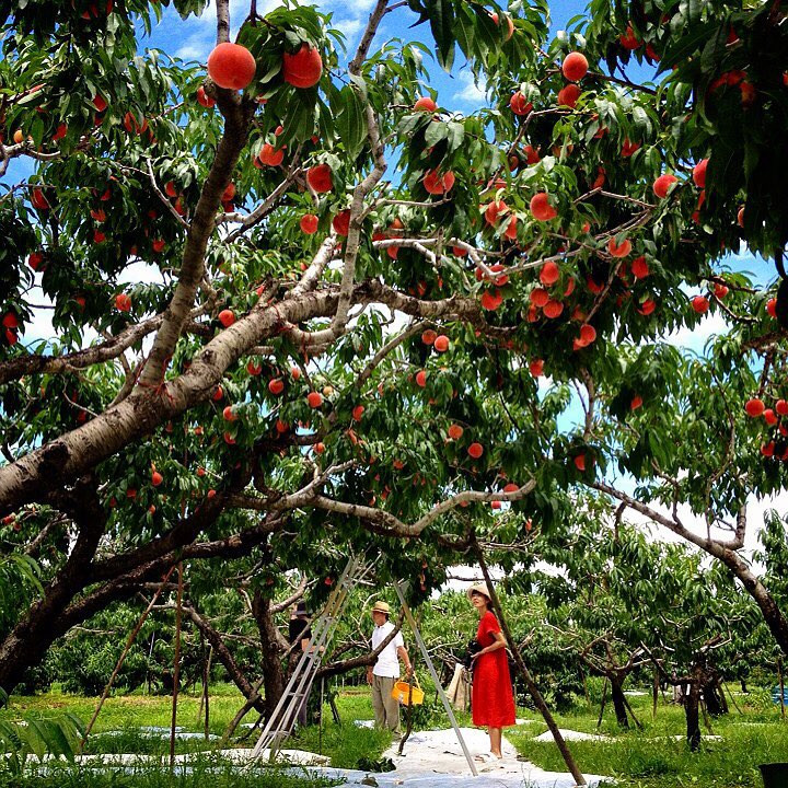 Nhiều vườn đào Nhật Bản cũng mở cửa cho khách tham quan và tự tay hái trái. Ảnh: Instagram.