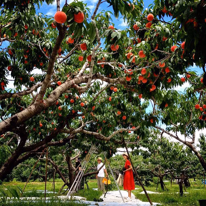 Nhiều vườn đào Nhật Bản cũng mở cửa cho khách tham quan và tự tay hái trái. Ảnh: Instagram.