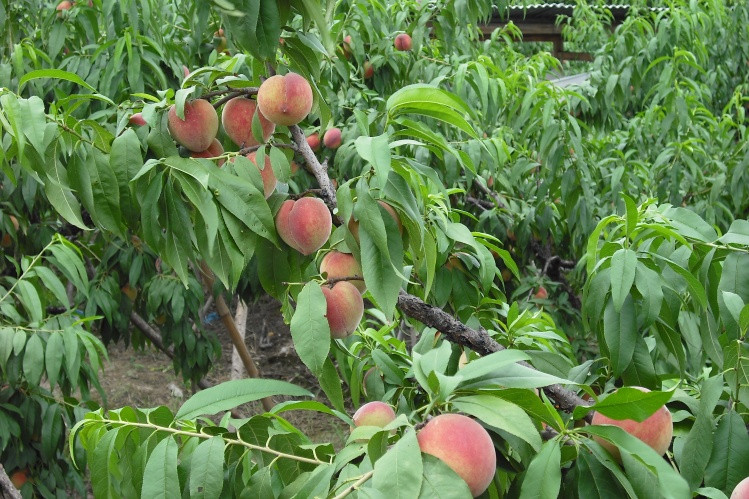 Giống đào Nhật Bản có thể cho quả sau khoảng 2,5 năm trồng. Ảnh: Ameblo.