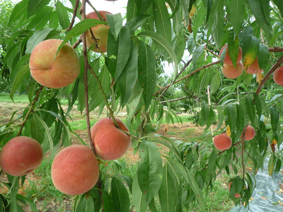 Khác với đào Việt Nam, có hình mỏ quạ, quả nhỏ, đào Nhật Bản trái to, vỏ mỏng, lông tơ mềm mịn như nhung và ngọt dịu. Ảnh: livedoor Blog.