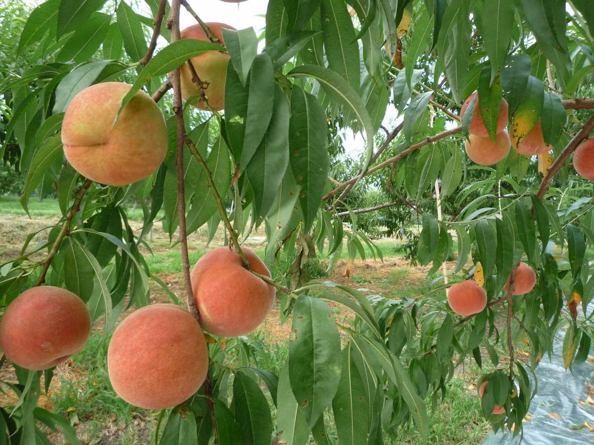 Khác với đào Việt Nam, có hình mỏ quạ, quả nhỏ, đào Nhật Bản trái to, vỏ mỏng, lông tơ mềm mịn như nhung và ngọt dịu. Ảnh: livedoor Blog.