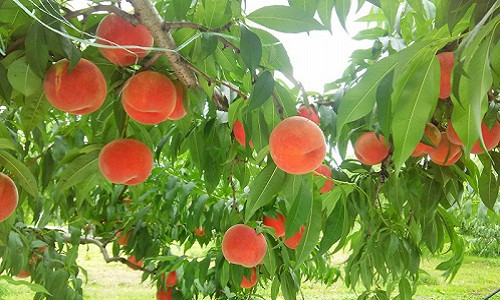 Đặc biệt giống đào này rất sai quả. Mỗi cây 7-8 năm tuổi có thể cho tới 75-80 kg quả. Ảnh: Zhifure.