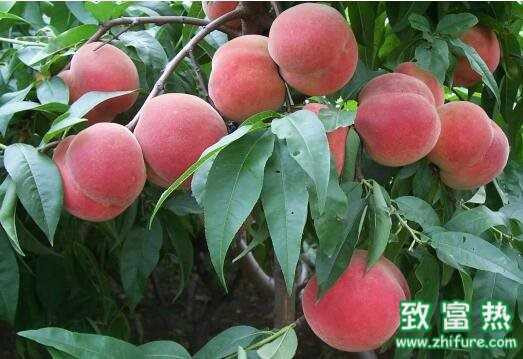 Đất trồng đào tiên luôn đảm bảo độ ẩm phù hợp, không quá ẩm và cũng không quá khô. Ảnh: Zhifure.