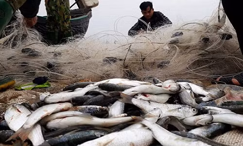 Đặc biệt, ngư dân rất vui khi trúng đậm "lộc biển" cá Kiền. Cá Kiền có quanh năm nhưng nhiều nhất vào ngày đầu năm mới. Ảnh: NLĐ.