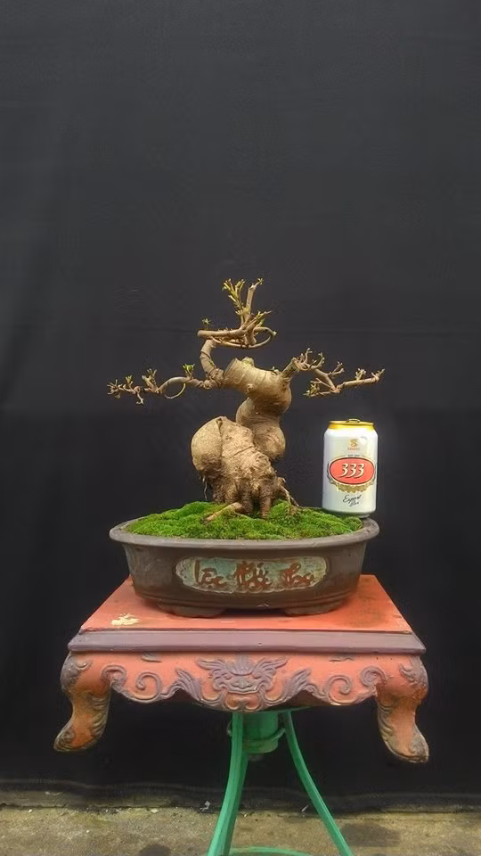 Những chậu sung mini thường cao từ 25 - 30 cm. Ảnh: FB ‎Xuân Quyết Bonsai.