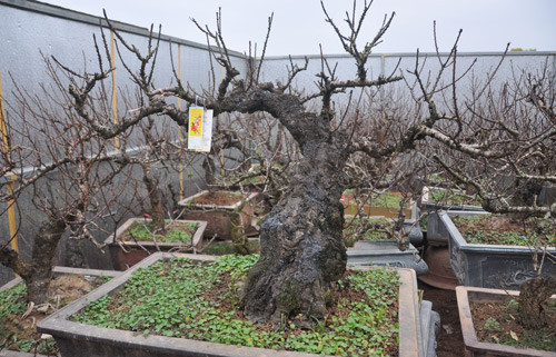 Dịp Tết Mậu Tuất năm nay, vườn nhà anh Hàm có khoảng 100 gốc đào thất thốn. Dịp Tết Mậu Tuất năm nay, vườn nhà anh Hàm có khoảng 100 gốc đào thất thốn.