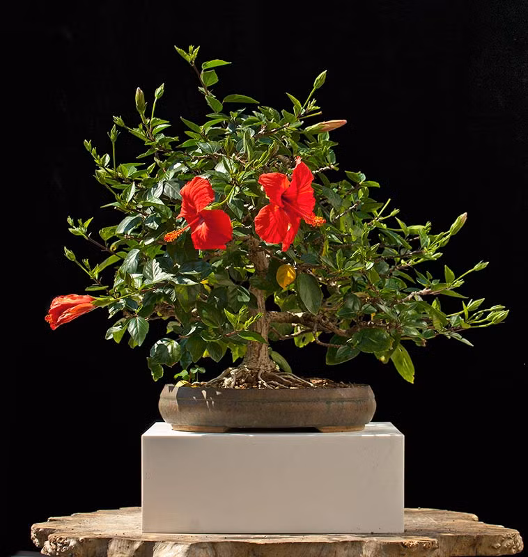 Thường được sử dụng làm hàng rào tại Việt Nam nhưng dâm bụt lại được trồng làm bonsai tại nhiều nước trên thế giới, đặc biệt ở các vùng nhiệt đới và cận nhiệt đới. Ảnh: Blogspot.