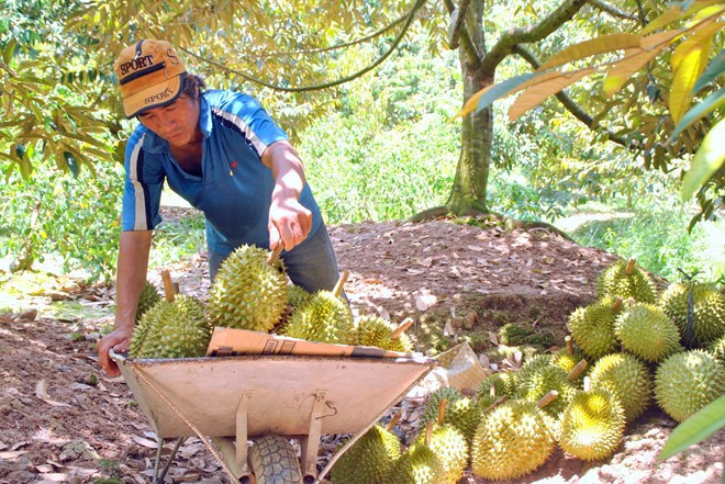 Thương lái đến tận vườn để thu mua sầu riêng. Ảnh: Lao động.