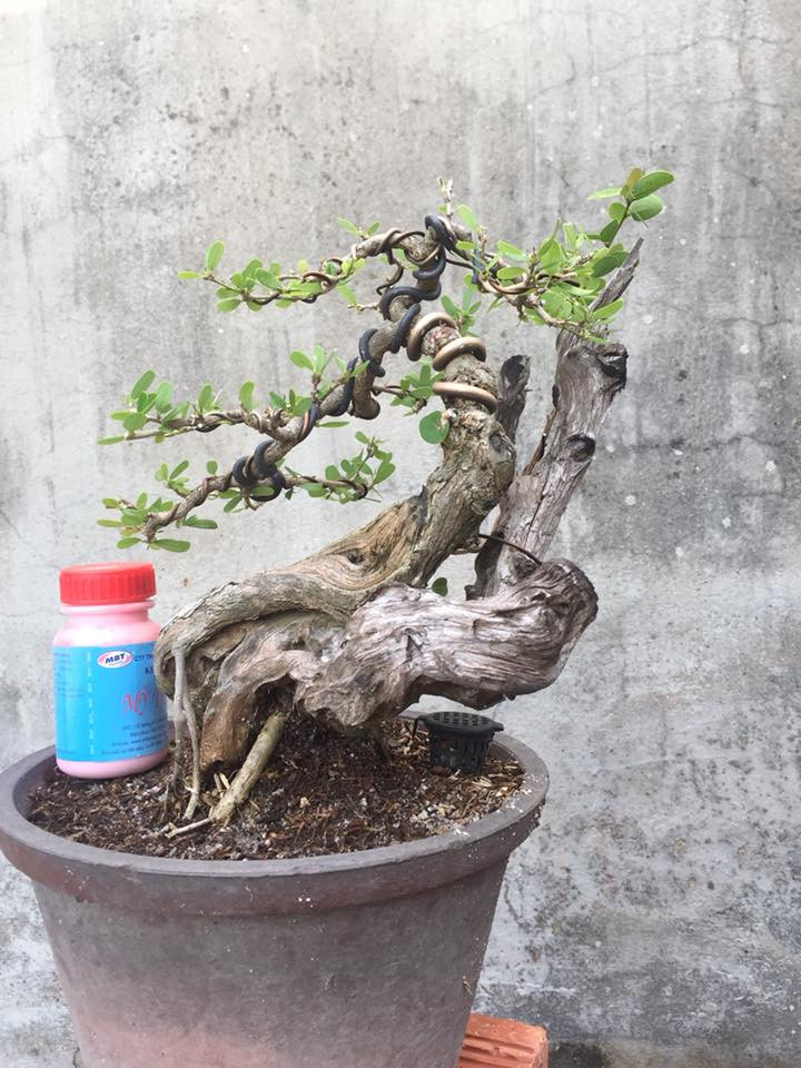 Cây linh sam lũa thép zin sáng lạ. Ảnh: FB Linh Sam Bonsai.
