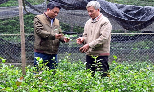 Vườn chè búp tím của gia đình ông Dung cho thu hoạch, với năng suất đạt trên 30kg chè búp khô/lứa. Ảnh: Nongnghiep.