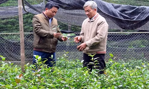 Vườn chè búp tím của gia đình ông Dung cho thu hoạch, với năng suất đạt trên 30kg chè búp khô/lứa. Ảnh: Nongnghiep.