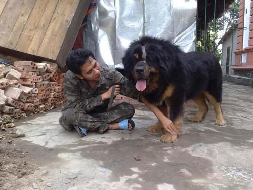 Có đại gia sẵn sàng bật điều hòa cả ngày để chó ngao Tây Tạng quen với thời tiết lạnh giá. Ảnh: Phụ nữ &amp; đời sống.