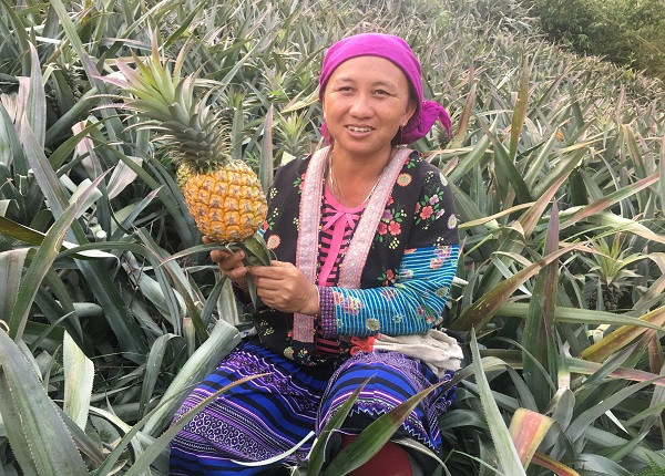 Với 2 ha dứa, mỗi năm gia đình chị Thào Thị Mại (Na Sang) cũng thu lãi hơn 200 triệu đồng. Ảnh: Dân Việt.