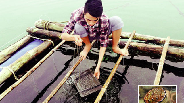 Sau khoảng 9 tháng, bào ngư đạt kích cỡ trung bình đạt 6 cm/con. Dự kiến sau 14 – 15 tháng nuôi sẽ được thu hoạch. Ảnh: Nhanong.