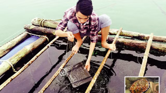 Sau khoảng 9 tháng, bào ngư đạt kích cỡ trung bình đạt 6 cm/con. Dự kiến sau 14 – 15 tháng nuôi sẽ được thu hoạch. Ảnh: Nhanong.