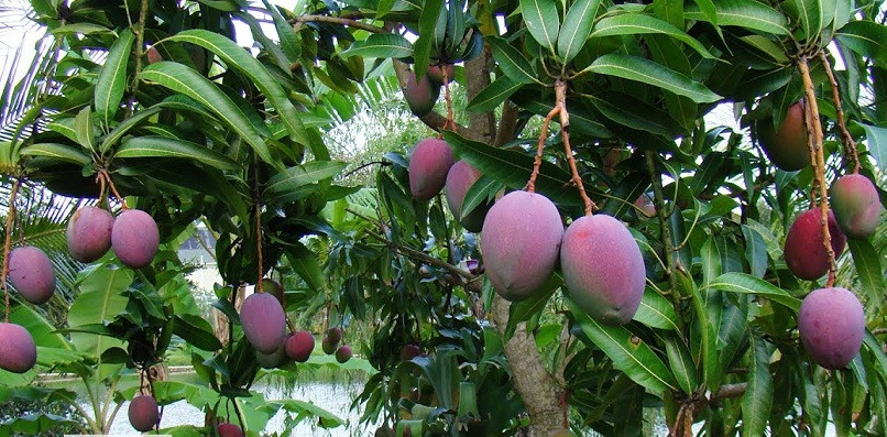 Sở dĩ có tên gọi này là vì khi còn non, xoài có màu xanh, lớn một chút gặp nắng, xoài chuyển thành màu tím và khi gần hái xoài có màu vàng. Ảnh: Youtube.