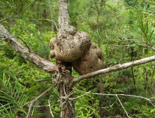 Nấm phục linh thiên chỉ mọc trên ngọn cây vân sam - một loại gỗ quý thuộc họ thông và thuộc loại hiếm hiện nay. Ảnh: ShopLinhchi.