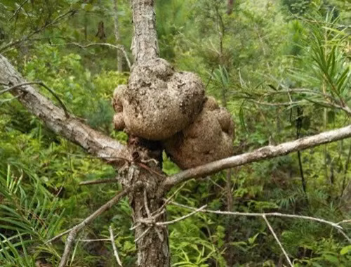 Nấm phục linh thiên chỉ mọc trên ngọn cây vân sam - một loại gỗ quý thuộc họ thông và thuộc loại hiếm hiện nay. Ảnh: ShopLinhchi.