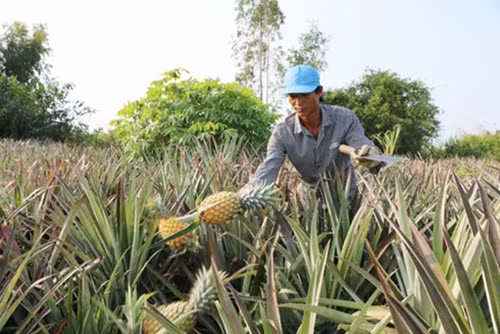 Tại Sóc Trăng, nhiều gia đình mạnh dạn đầu tư trồng dứa trên đất nhiễm phèn cho lợi nhuận gần 100 triệu đồng/năm. Ảnh: VOV.