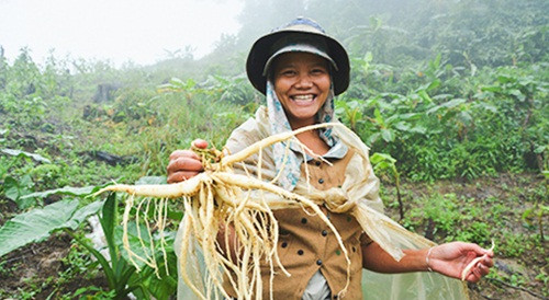 Một ưu điểm nữa của sâm dây là sau khi xuống giống, cây phát triển xanh tốt. Ảnh: Baokontum.