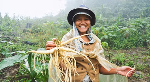 Một ưu điểm nữa của sâm dây là sau khi xuống giống, cây phát triển xanh tốt. Ảnh: Baokontum.