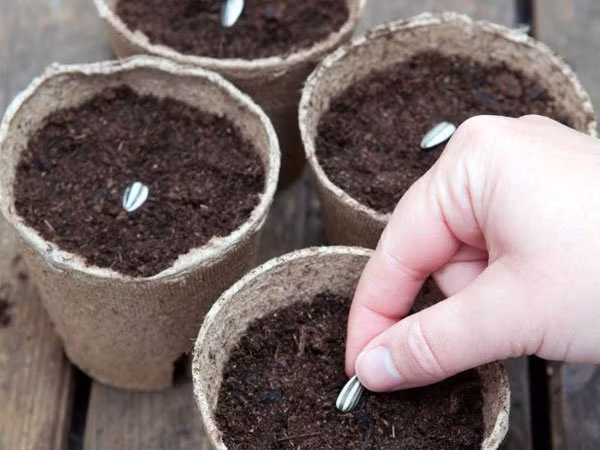 Sau đó gieo hạt trực tiếp vào chậu. Mỗi chậu nên gieo một hạt. Phủ lớp đất mỏng lên hạt khoảng 1 cm. Ảnh minh họa: Internet.