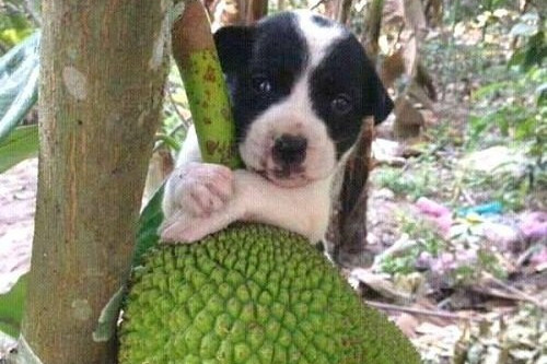 Mít cô chủ trồng, ai hái là ăn đòn. Ảnh: Baohatinh.